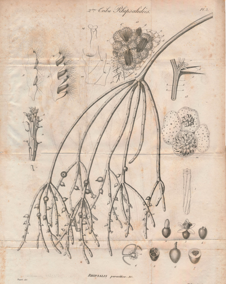Rhipsalis baccifera subsp. baccifera, (syn. Rhipsalis fasciculata, DC., Caribbean)