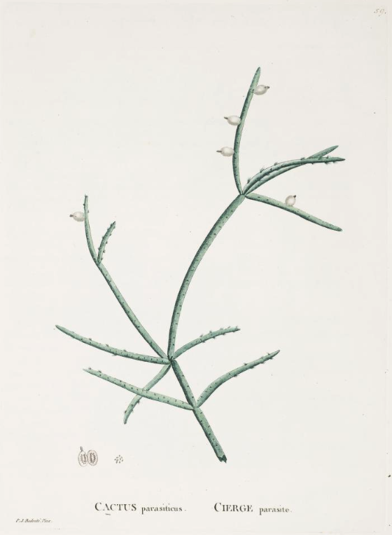 Rhipsalis baccifera subsp. baccifera (syn. Cactus parasiticus)