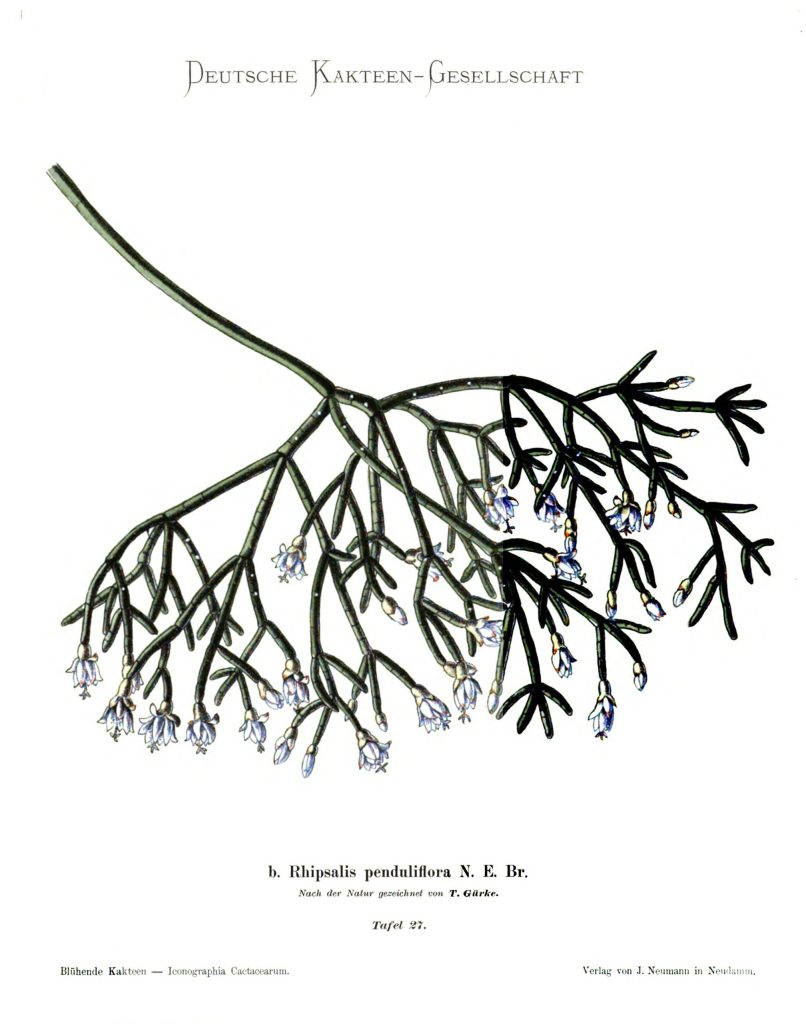 Rhipsalis cereuscula, (syn. Rhipsalis penduliflora N. E. Br.)