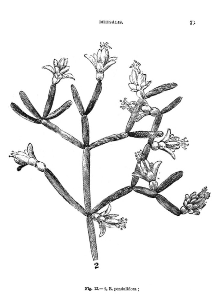 Rhipsalis cereuscula, (syn. Rhipsalis penduliflora)