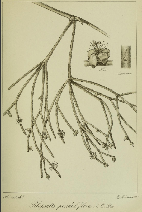 Rhipsalis teres (specimen was erroneously identified as Rhipsalis penduliflora N.E. Br. a synonym of Rhipsalis cereuscula)
