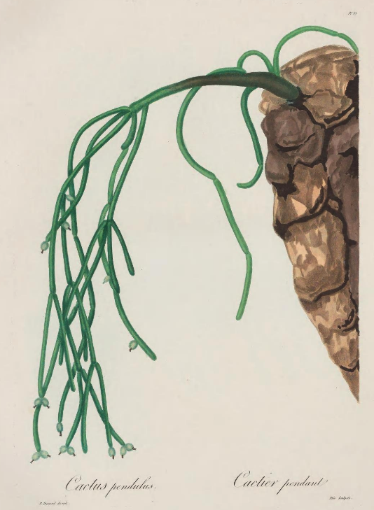 Rhipsalis baccifera subsp. baccifera, (syn. Cactus pendulus)