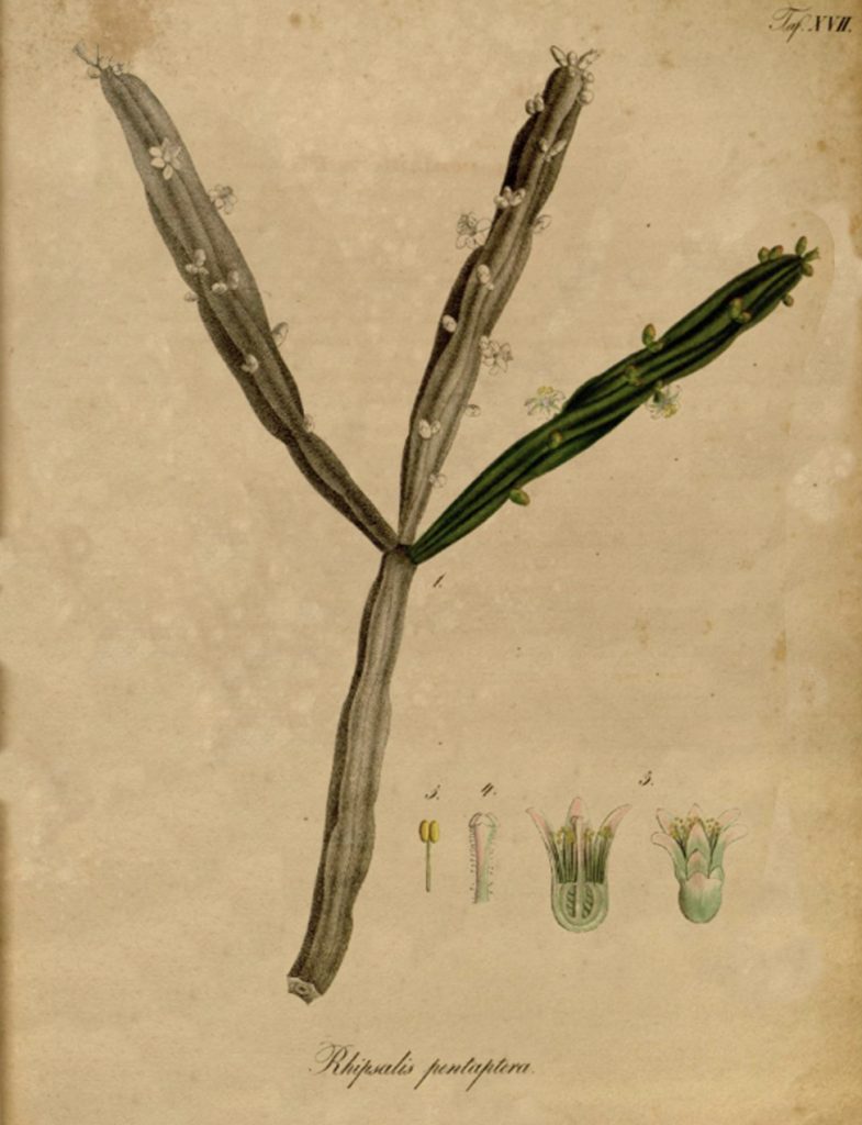 Rhipsalis pentaptera