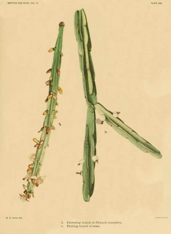 Rhipsalis pentaptera