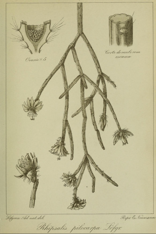 Rhipsalis pilocarpa