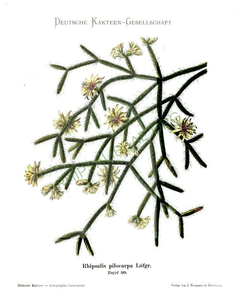 Rhipsalis pilocarpa