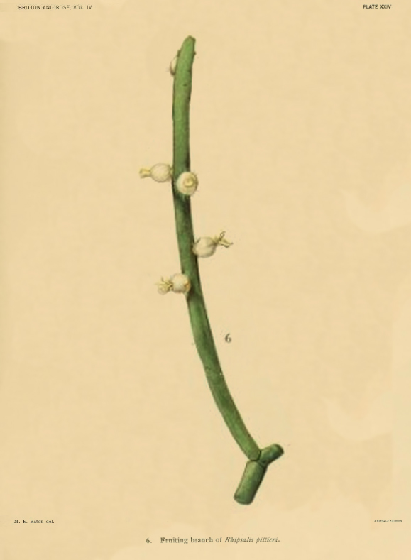 Rhipsalis pittieri