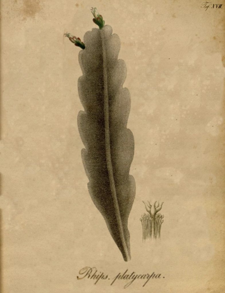 Rhipsalis platycarpa, a name of unknown application, possibly not a Rhipsalis at all