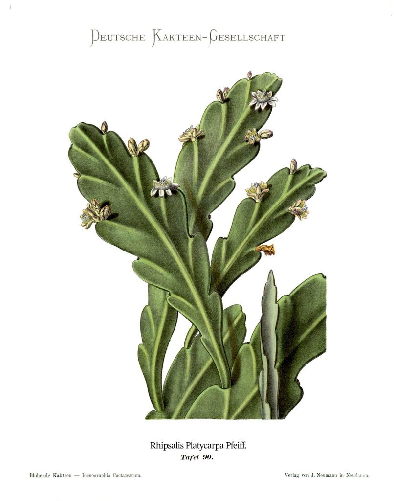Likely Rhipsalis pachyptera, (Rhipsalis platycarpa Gürke, this illustration does not depict the original species where this name was applied, R. platycarpa remains of uncertain application)