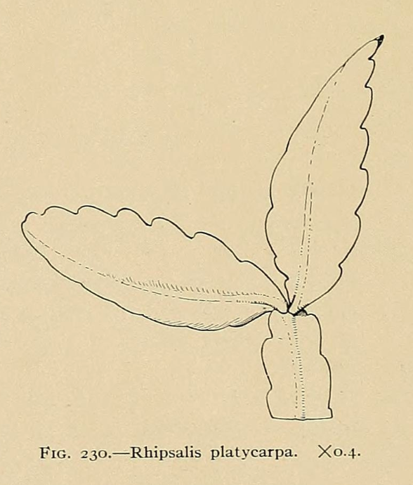 Likely Rhipsalis pachyptera, (this illustration does not depict the original species Rhipsalis platycarpa, was applied to, R. platycarpa remains of uncertain application)