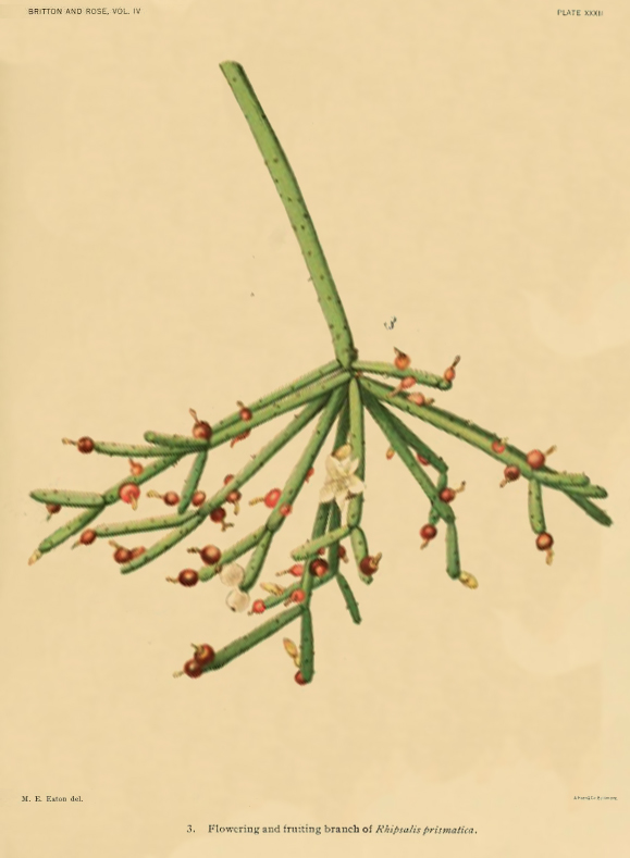 Rhipsalis teres f. prismatica, (syn. Rhipsalis prismatica)