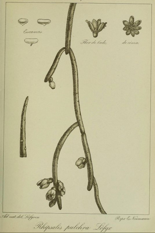 Rhipsalis pulchra