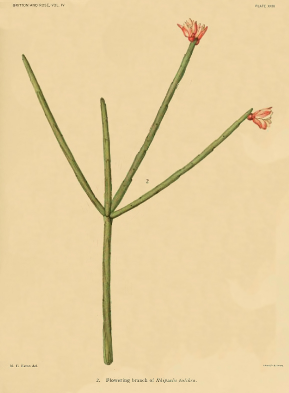 Rhipsalis pulchra