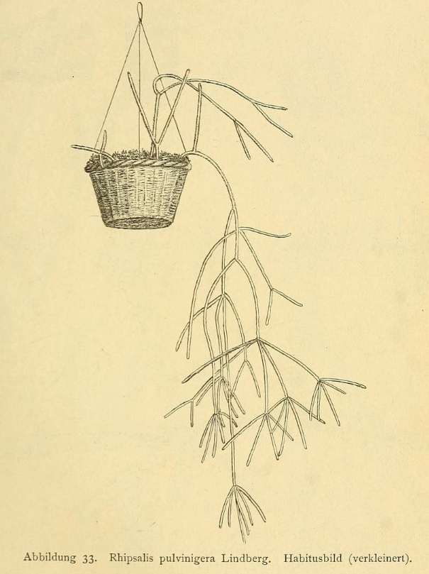 Rhipsalis floccosa subsp. pulvinigera, (syn. Rhipsalis pulvinigera)