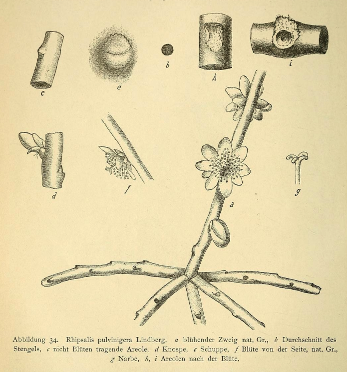 Rhipsalis floccosa subsp. pulvinigera, (syn. Rhipsalis pulvinigera)