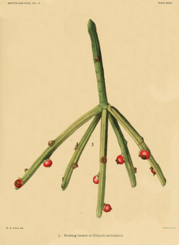 Rhipsalis floccosa subsp. pulvinigera, (syn. Rhipsalis pulvinigera)