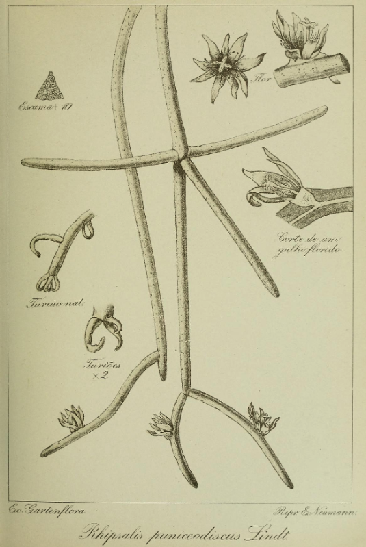 Rhipsalis puniceodiscus