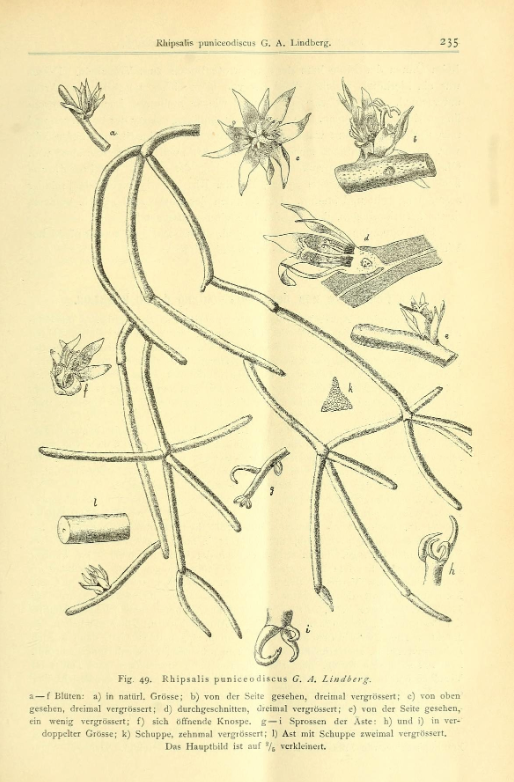 Rhipsalis puniceodiscus