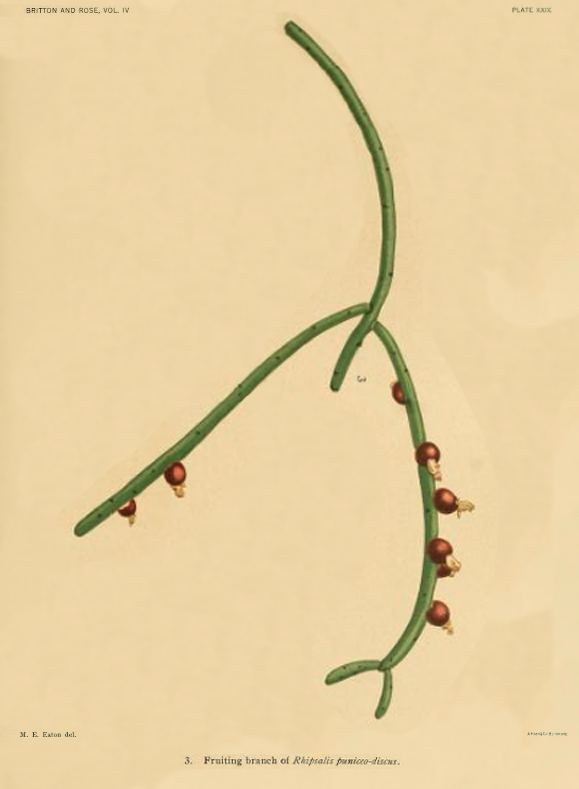 Rhipsalis puniceodiscus, (illustration depicts unripe fruit)