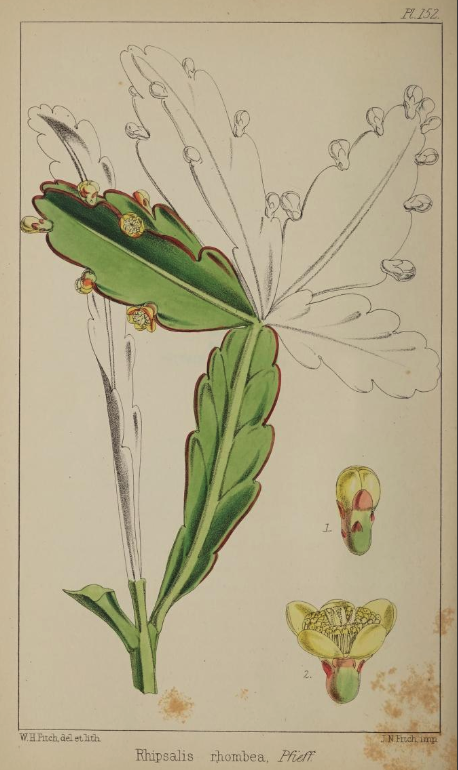 Rhipsalis rhombea