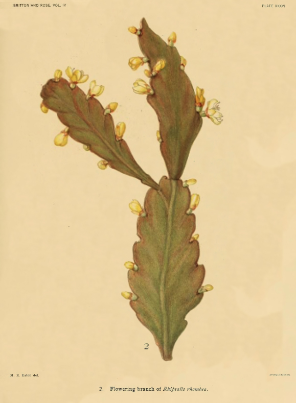 Rhipsalis rhombea