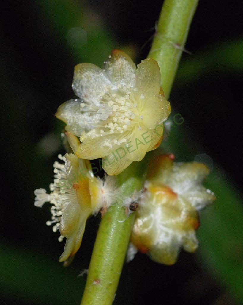 Rhipsalis dissimilis f. dissimilis, possibly reduced synonym Rhipsalis rigida, Utrecht University Botanic Gardens