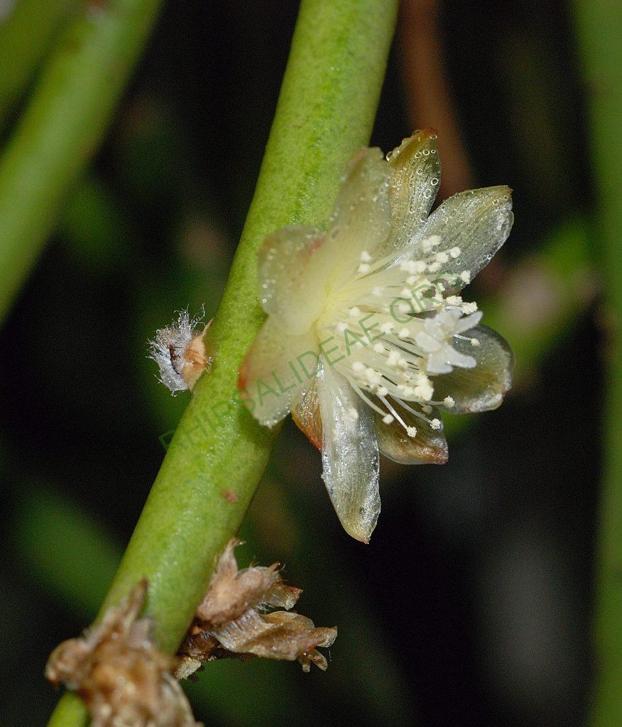 Rhipsalis dissimilis f. dissimilis, possibly reduced synonym Rhipsalis rigida, Utrecht University Botanic Gardens