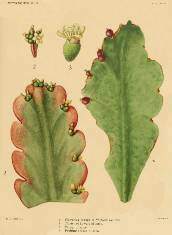 Rhipsalis russellii