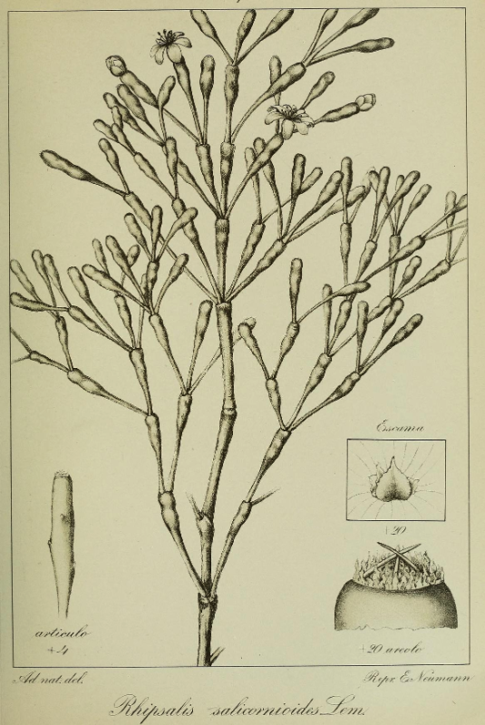 Hatiora salicornioides f. salicornioides, (syn. Rhipsalis salicornioides)