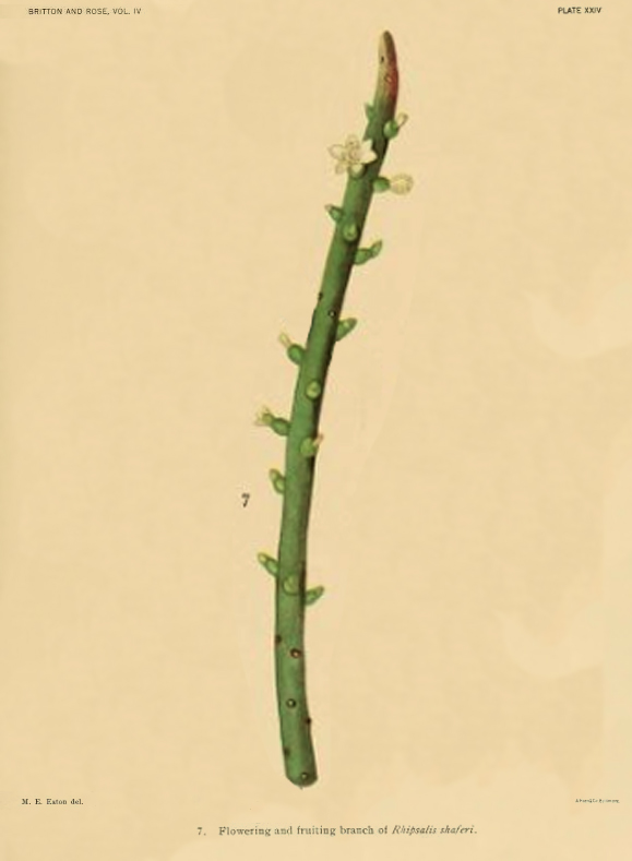 Rhipsalis shaferi