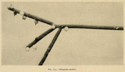 Rhipsalis shaferi