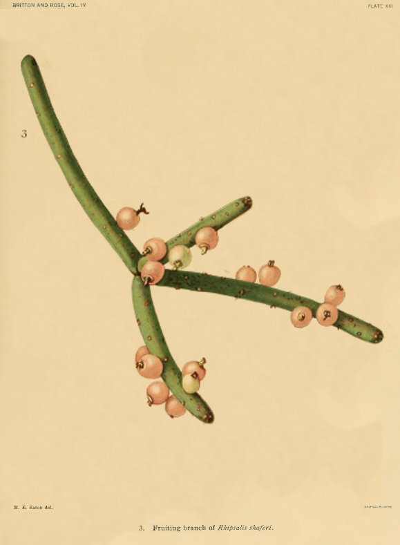 Rhipsalis grandiflora, (specimen was erroneously identified as Rhipsalis shaferi, illustrations 1 & 3 on Plate XXI appear to have had their labels erroneously switched)