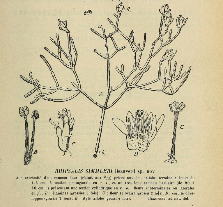 Rhipsalis cereuscula, (syn. Rhipsalis simmleri Beauverd)