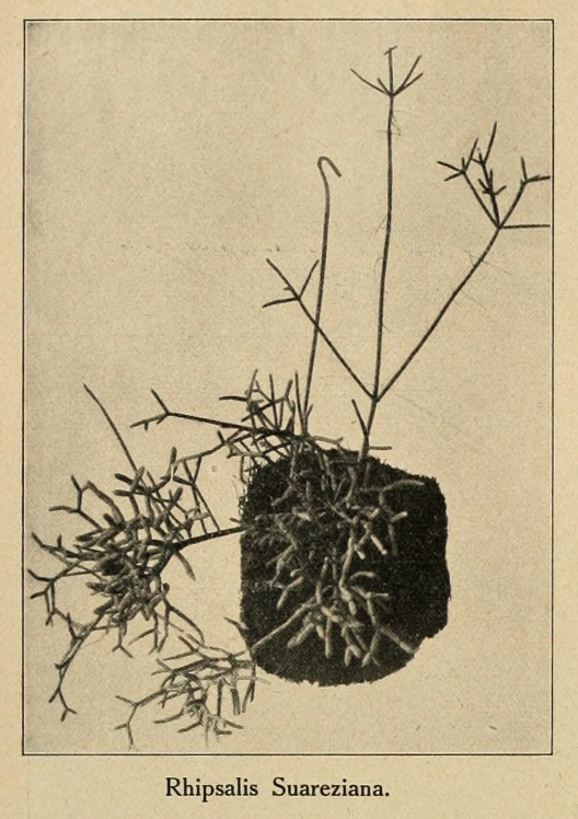 Rhipsalis cereuscula, (specimen was erroneously identified as Rhipsalis suareziana an older synonym of Rhipsalis baccifera subsp. horrida)