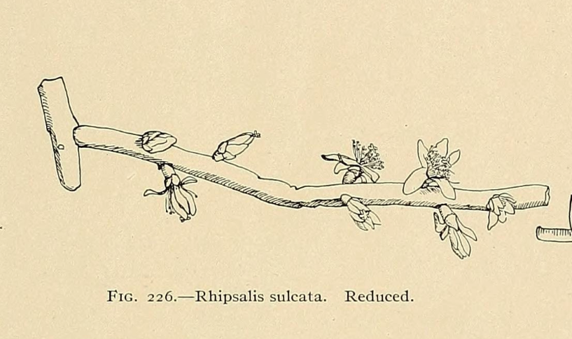 Rhipsalis sulcata