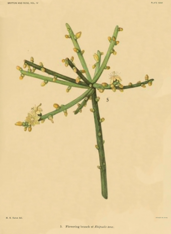 Likely Rhipsalis teres f. heteroclada