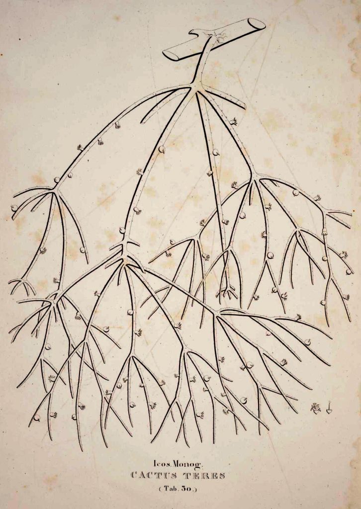 Rhipsalis teres f. teres, (syn. Cactus teres)