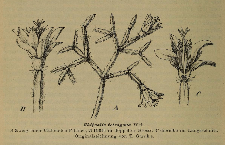 Rhipsalis cereuscula, (specimen was erroneously identified as Rhipsalis tetragona F. A. C. Web. a synonym of Rhipsalis teres f. prismatica)
