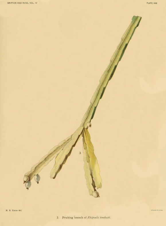 Rhipsalis micrantha f. kirbergii, (syn. Rhipsalis tonduzii, Britton & Rose write, "Plate XXX, figure 3, shows a branch of a plant brought back from Costa Rica by Dr. Maxon in 1906.")