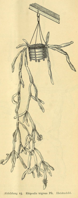 Rhipsalis trigonoides, (syn. Rhipsalis trigona)