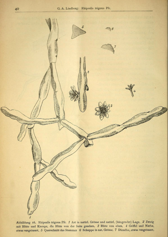 Rhipsalis trigonoides, (syn. Rhipsalis trigona)