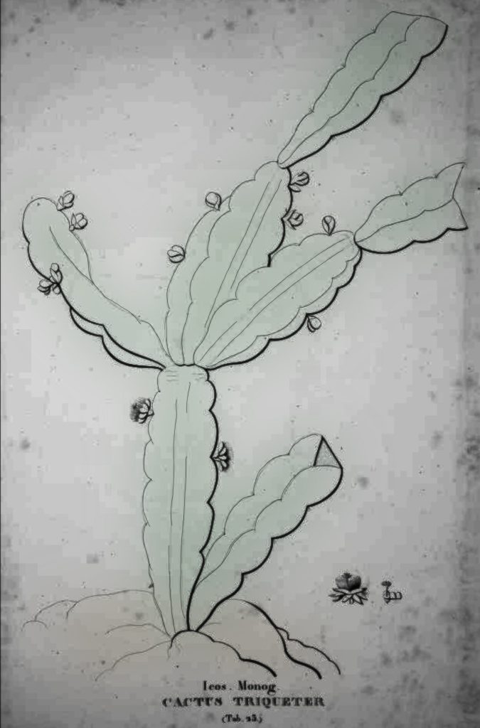 Rhipsalis pachyptera, (syn. Cactus triqueter)