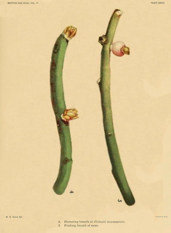 Rhipsalis tucumanensis