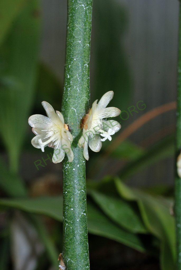 Rhipsalis tucumanensis, Utrecht University Botanic Gardens