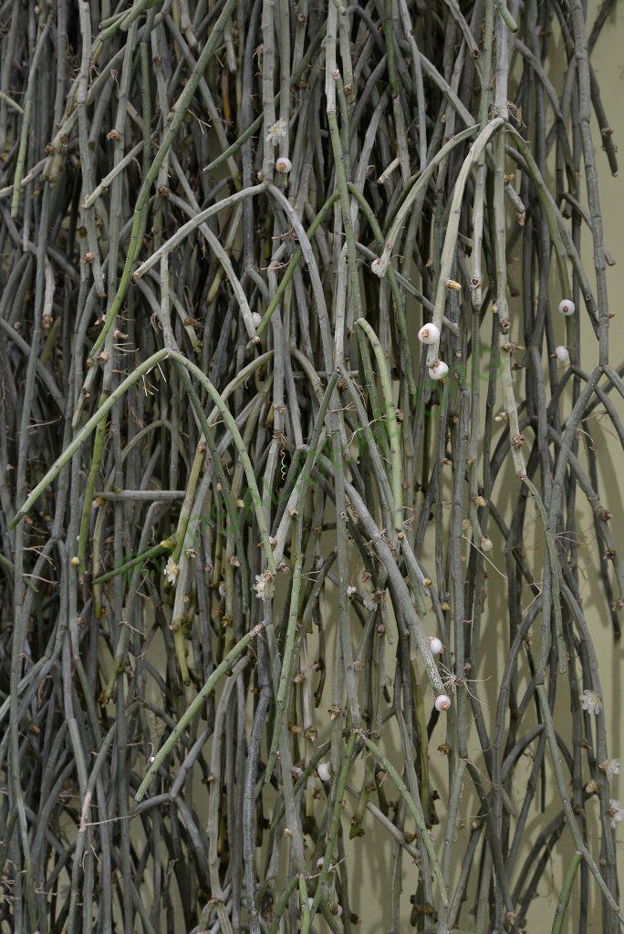 Rhipsalis tucumanensis, Samaipata, Bolivia, Utrecht University Botanic Gardens