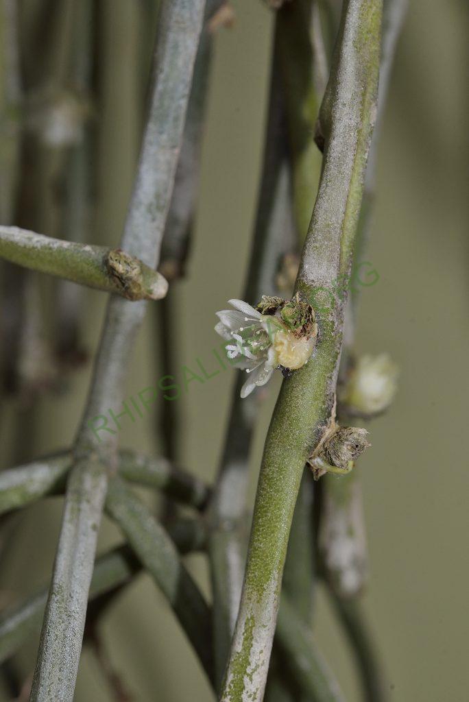 Rhipsalis tucumanensis, Samaipata, Bolivia, Utrecht University Botanic Gardens