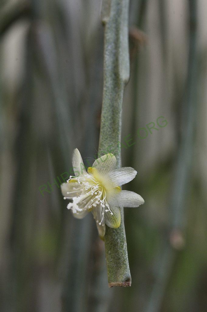 Rhipsalis tucumanensis, Samaipata, Bolivia, Utrecht University Botanic Gardens