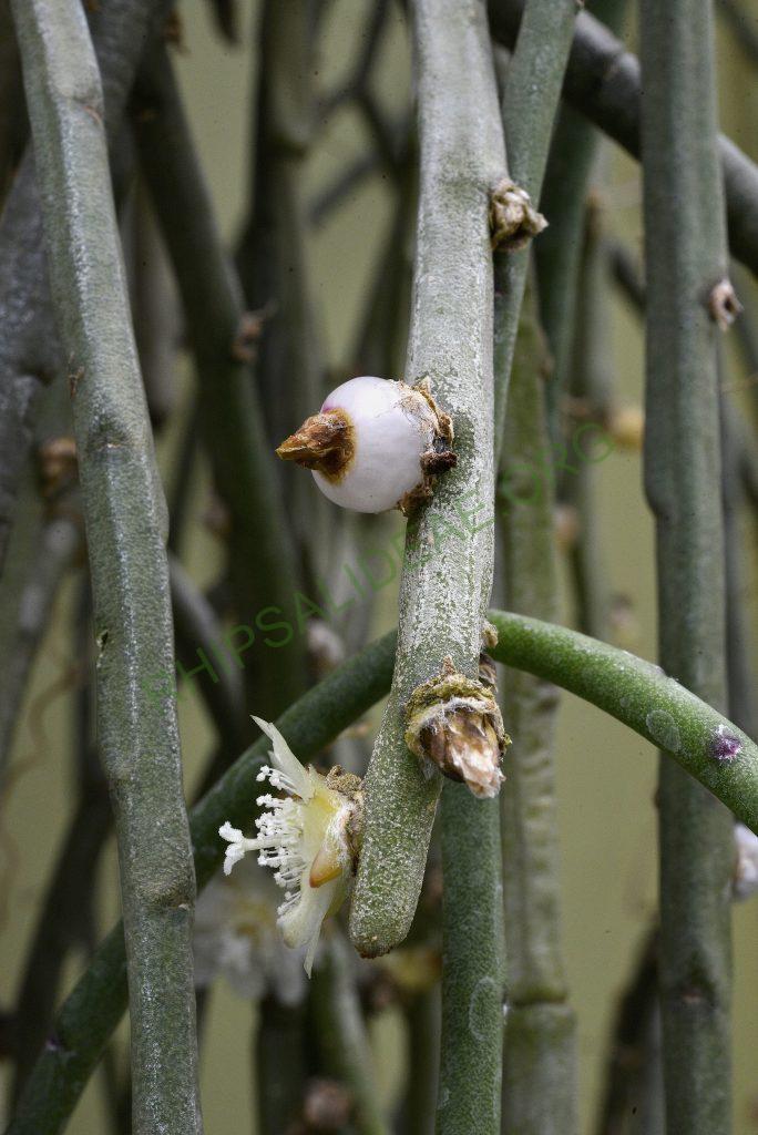 Rhipsalis tucumanensis, Samaipata, Bolivia, Utrecht University Botanic Gardens