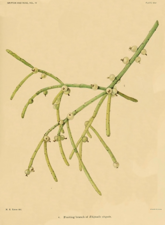 Rhipsalis teres f. teres, (syn. Rhipsalis virgata)