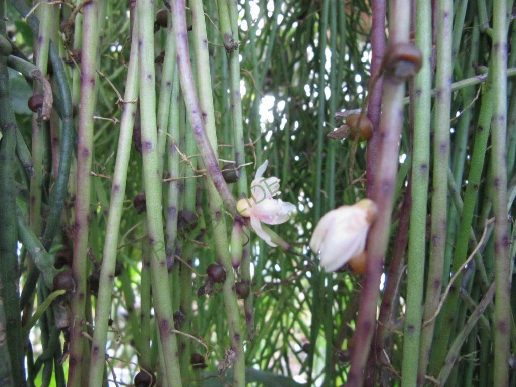Rhipsalis 'Heidelberg'